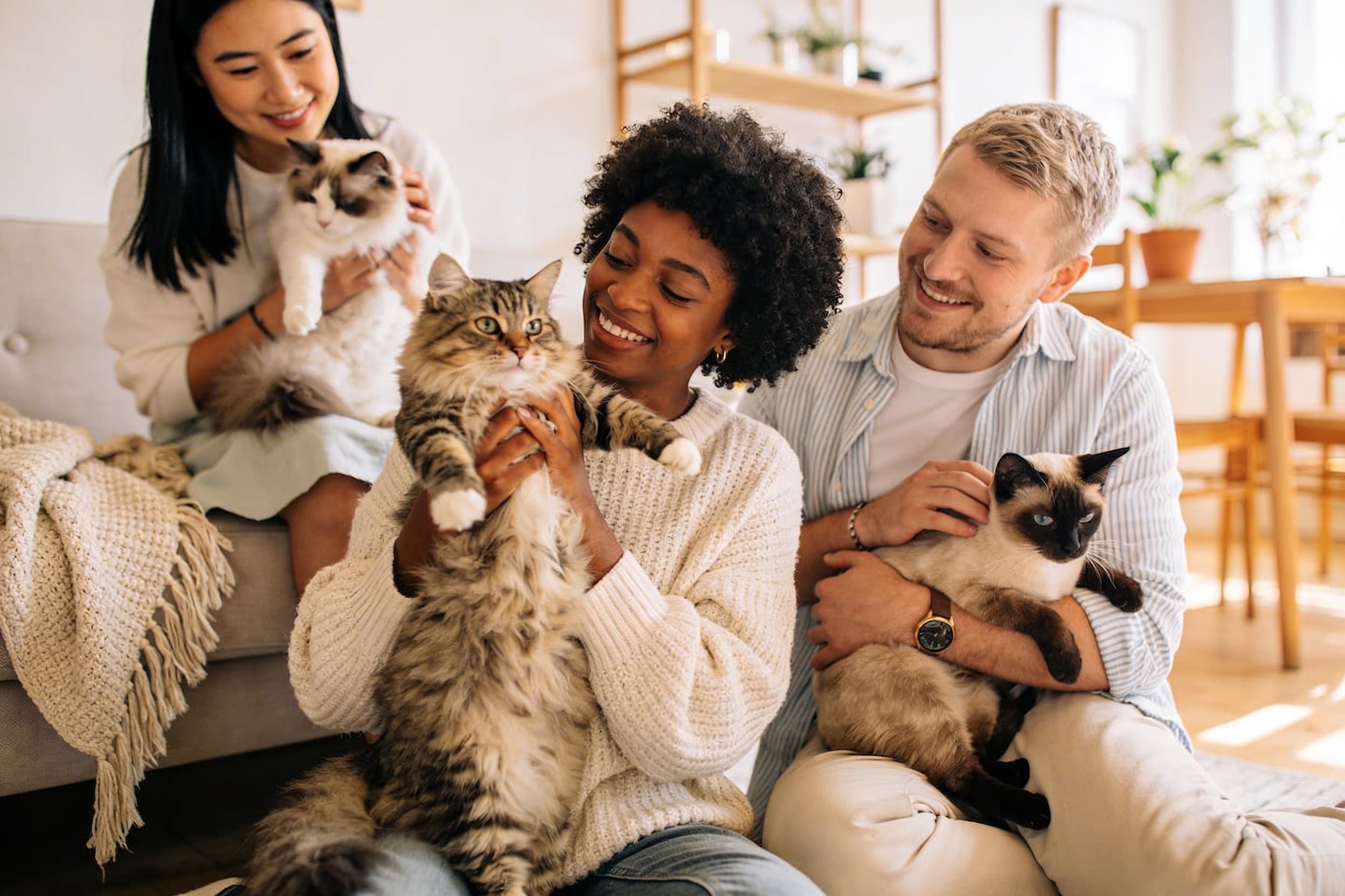 Group of cats together